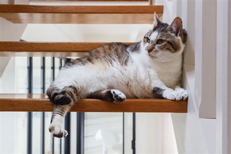 Gato De Gato Atigrado Que Se Acuesta En Un Paso Foto De Archivo