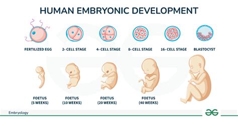 Embryology Embryogenesis Development And Stages Of Embryology