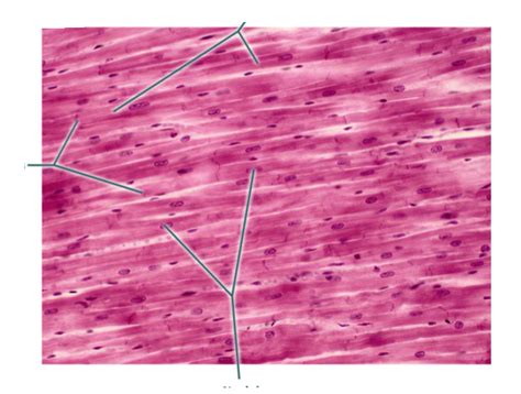 Cardiac Muscle Cell Labeled