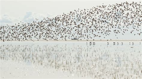 Why Do Birds Migrate? - WorldAtlas