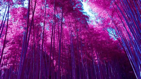 Arashiyama Bamboo Grove Wallpaper 4k Infrared Bamboo Forest