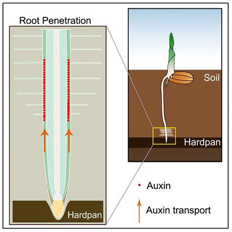 Root Hairs Facilitate Rice Root Penetration Into Compacted Layers