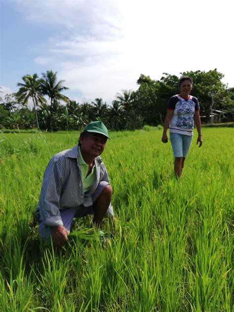 Dry Spell Facing 6 000 Hectares Of Farmlands In Bohol Inquirer News