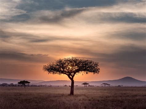 Serengeti Wallpapers - Top Free Serengeti Backgrounds - WallpaperAccess