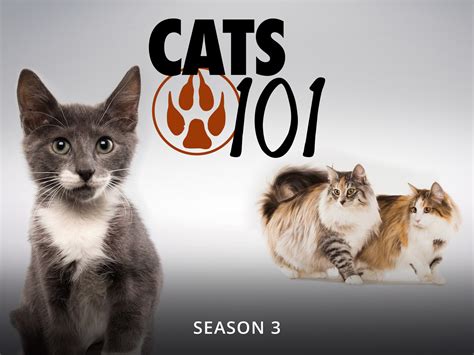 Cats Watch Movies Tv Shows Microsoft Store