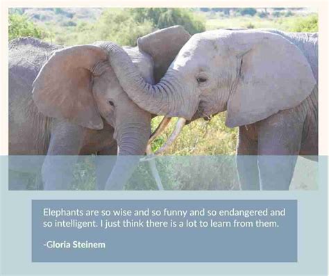 The Sisterhood Of Female Elephants 14 Inspiring Facts Gal Pal Lifestyle