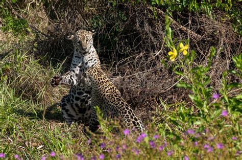 Jaguar cubs playing stock image. Image of biggest, cats - 253862013