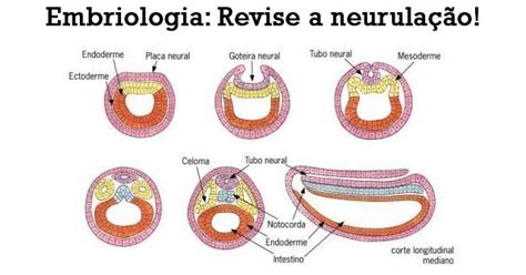 Neurula As Etapas Embrion Rias Endoderme Ectoderme Mesoderme