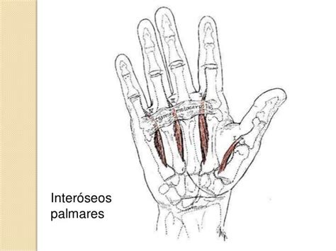 Clase Músculos De Mano