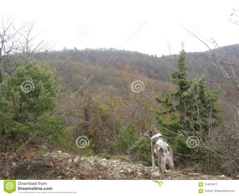 Hunting Dog-West Siberian Laika Stock Image - Image of laika, forest ...