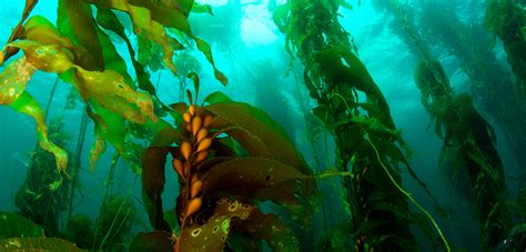 Kelp Forests