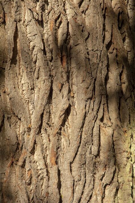 Ancient Oak Tree Quercus Trunk Tree Bark Close Up Stock Image