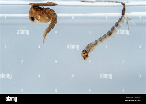 Mosquito Larvae Hi Res Stock Photography And Images Alamy