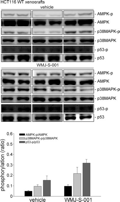 Wmj S Induced Ampk P Mapk And P Phosphorylation In Hct