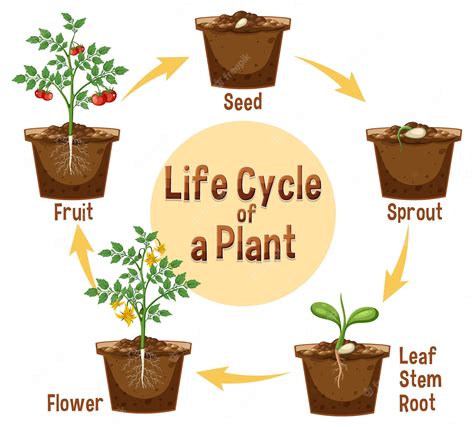 Premium Vector Life Cycle Of A Plant Diagram