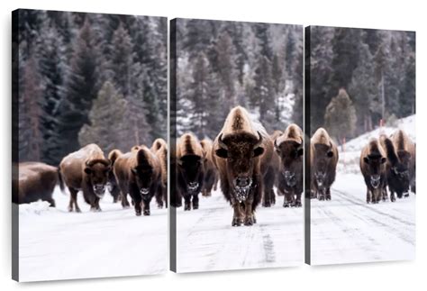 Bison Herd In Winter Wall Art | Photography