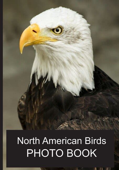 North American Birds Photo Book: 40 Different Bird Photos With ...