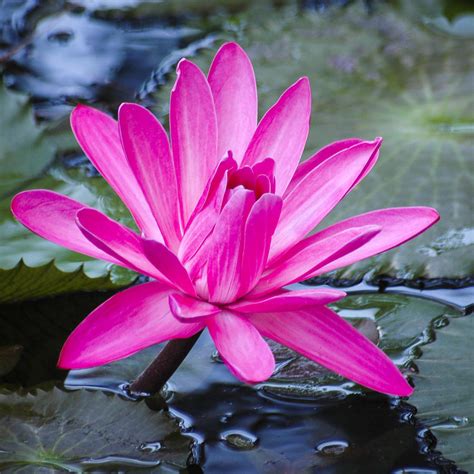 Lily Petals Photograph by Carolyn Marshall | Fine Art America