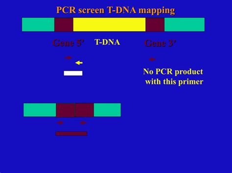 Ppt T Dna Mutagenesis Powerpoint Presentation Free Download Id262221