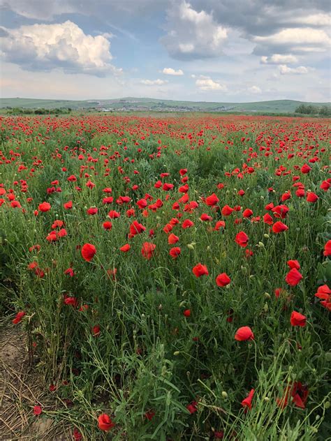 Foto Noua Modă Fotografii în Lanul Cu Maci