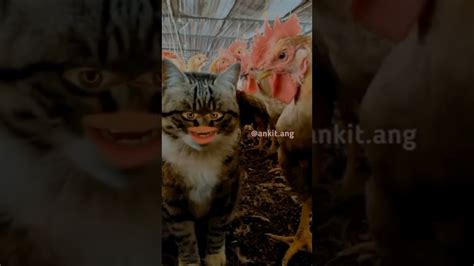 Wait For And Billi And Murga 🐈🐈🐈🐓🐓🐓😂😂🤣🤣short Shortvideo