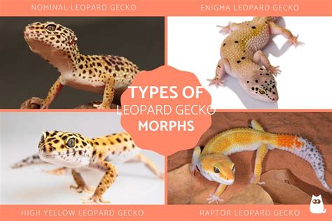 30 Types Of Leopard Gecko Morphs Color List Pictures Pet Keen