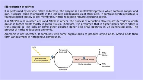 Nitrogen Assimilation In Plants Ppt