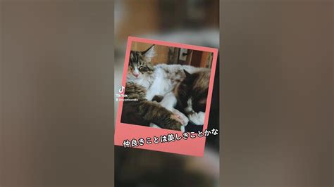 きみらにとりこ 推し紹介 猫のいる暮らし可愛い 猫好き動画 癒し猫動画 サイベリアン ラグドール Youtube