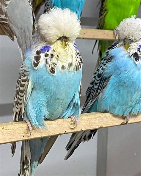 English Budgie Care Guide Size Personality Lifespan And Faqs