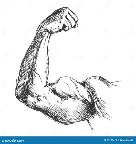 Hand Sketch Biceps Stock Vector Image 57101418