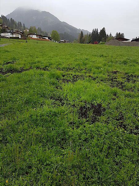 Landwirtschaftliche Rekultivierung Aurach bei Kitzbühel Tiroler