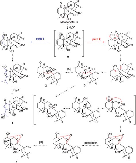 Scheme 1 Plausible biosynthetic pathway of 1-4. | Download Scientific ...