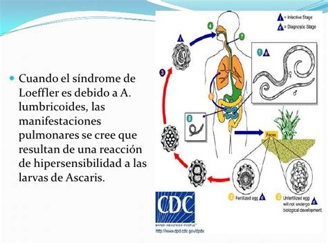 Ciclo De Loeffler Pdf