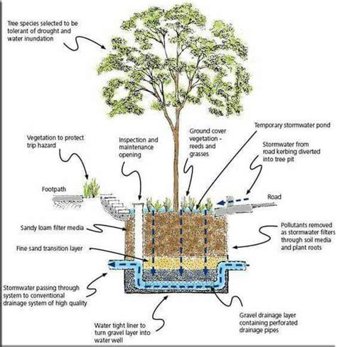 Pin By Sumaiya Sarwat On Landscape Rain Garden Design Rain Garden