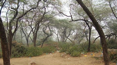 Preserving Natural Heritage - Delhi Greens