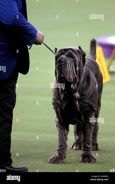 Neapolitan Mastiff Hercules