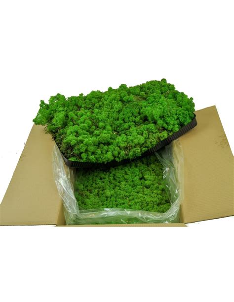 Carton Mousse LICHEN PREMIUM stabilisé 4 KG 0 60M2 Naturel créer