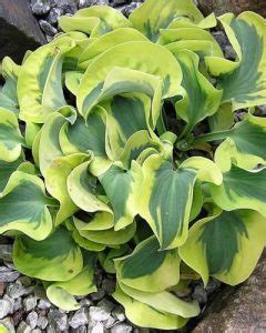Dwarf Hostas: 20 Mini, Small, and Tiny Varieties – World of Garden Plants