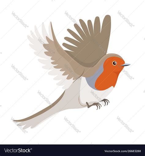 Robin bird in flight isolated on a white Vector Image