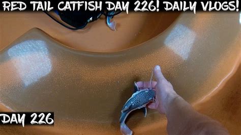 Day 226 Daily Red Tail Catfish Vlog Watch Them Grow YouTube