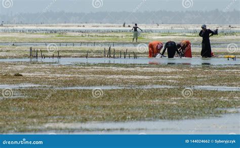 Seaweed Farming Editorial Photo | CartoonDealer.com #225712253