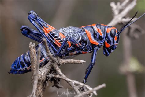 Rainbow Grasshopper Facts: These Beautiful Species Have Colors of the Rainbow - Odd Facts