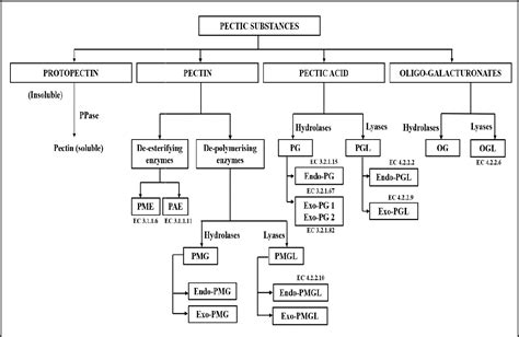 Figure From A Review On Microbial Production Of Amylase And Pectinase