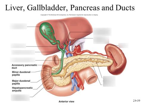 Hepatic Portal Diagram Quizlet