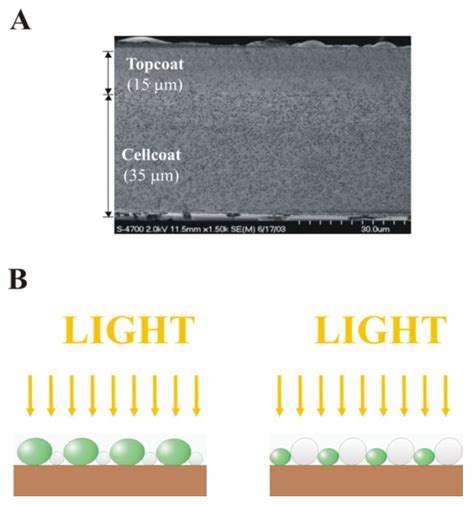 Materials Special Issue Advances In Bio Inspired Materials