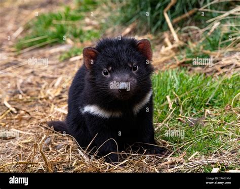 Baby Tasmanian Devil Endangered Marsupial With Cute Curious Gaze At