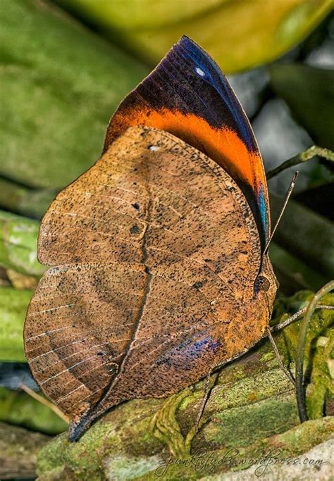 Brown And Blue Butterfly On Green Leaves