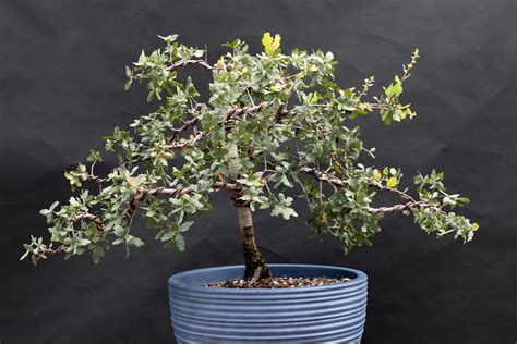 California Blue Oak Rbonsai