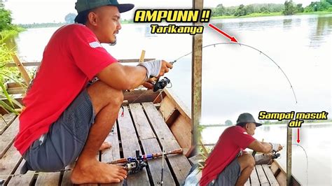 Sehabis Hujan Deras Udang Galah Jadi Gacor Makan Ampun Sampai