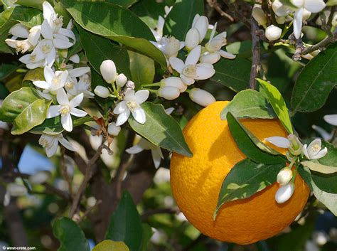 Orange Blossom Fun Facts